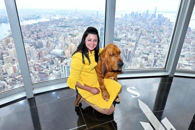 Westminster Dog Show Best in Show Winner Trumpet the Bloodhound and Heather Helmer enjoy the view from the Empire State Building.