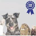 This is your last chance to vote for your Top Pet.