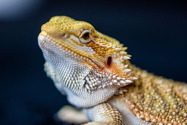 The 1 per cent of UK households who own a lizard have plenty of choice when it comes to breeds. The Bearded Dragon, Spiny-tailed Lizard, Leopard Gecko and Veiled Chameleon tend to tip the 'scales' when it comes to popularity.