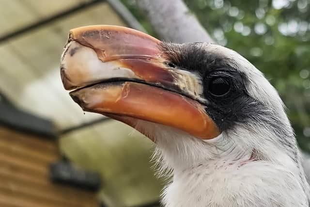 Zazu's beak is made of keratin and has finally started to repair itself.  (Pic: Fife Zoo)