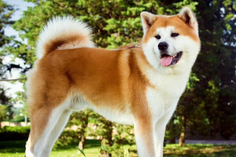The Akita is one of the world's cleanest breeds of dog - taking an almost obsessive interest in keeping their coat immaculate at all times, similar to a cat.