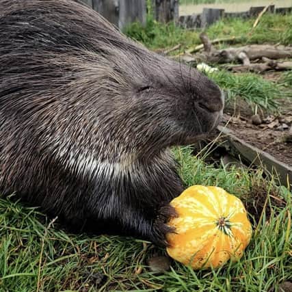 Fife Zoo has taken the decision to close on Friday as severe weather warnings are in place as Storm Babet hits the country.  The attraction hopes to be able to open on Saturday for the start of its Hallowe'en celebrations.  (Pic: Fife Zoo)