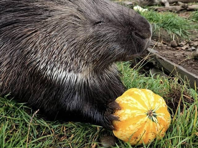 Fife Zoo has taken the decision to close on Friday as severe weather warnings are in place as Storm Babet hits the country.  The attraction hopes to be able to open on Saturday for the start of its Hallowe'en celebrations.  (Pic: Fife Zoo)
