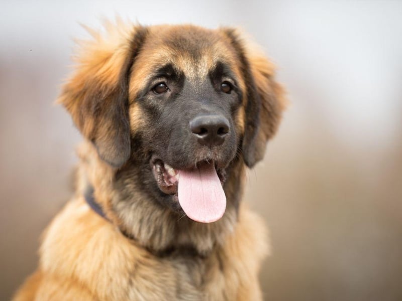Another gentle giant, the Leonberger is most likely to use its 399 psi bite to chew sticks, toys - and maybe its owner's shoes.