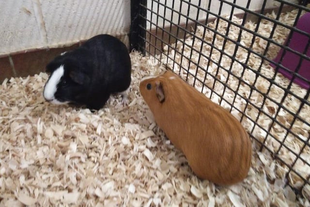 Crunch and Krave are looking to find their new home together. They love a run around and know when it’s time for vegetables!