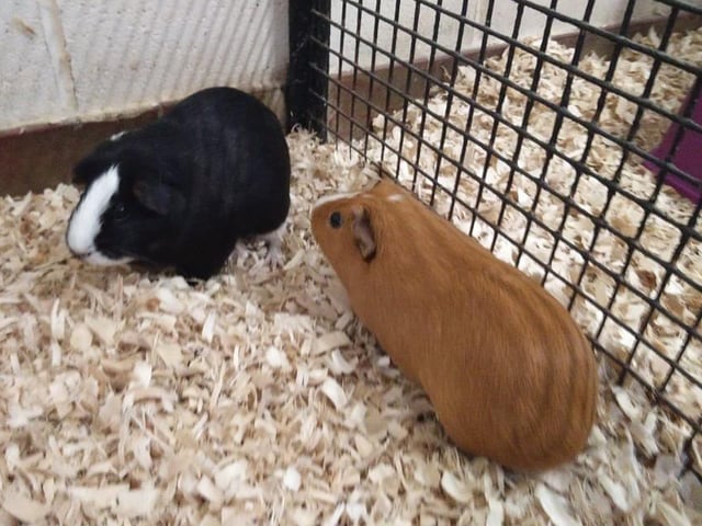 Crunch and Krave are looking to find their new home together. They love a run around and know when it’s time for vegetables!