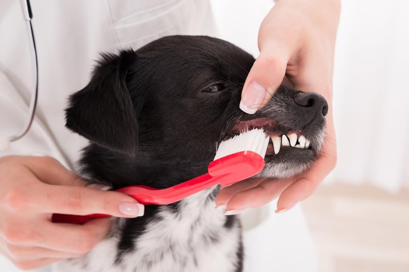 Brushing your pet’s teeth regularly is the best way to keep their teeth clean and healthy. Be patient and get them used to having their teeth cleaned over a few weeks. Let them taste their dog safe toothpaste so they think of brushing their teeth as a treat not a chore.