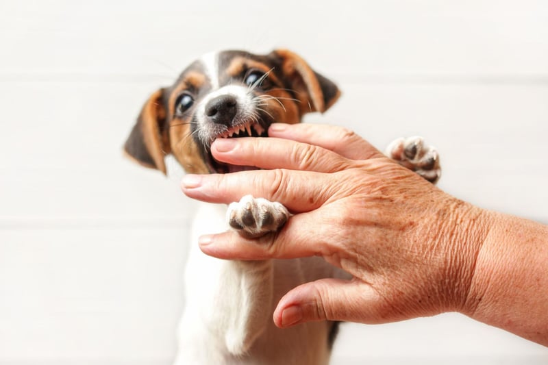 It may surprise some that the Jack Russell Terrier is the dog most likely to bite. These popular small dogs were originally bred to hunt and kill rats and other vermin, so giving chase and biting are very much in their DNA - although can be minimised with training.
