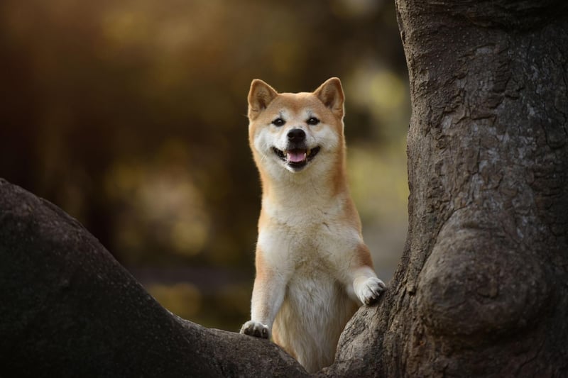 The first Shiba Inu didn't arrive in America until 1954, when an army family brought one over. The first recorded litter of Shibas stateside wasn't until 1979, and it was only in 1992 that the breed was recognised by the American Kennel Club.