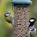 Members of the public are encouraged to take part in the Big Garden Birdwatch each year.  (Pic: RSPB images)