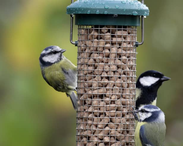 Members of the public are encouraged to take part in the Big Garden Birdwatch each year.  (Pic: RSPB images)