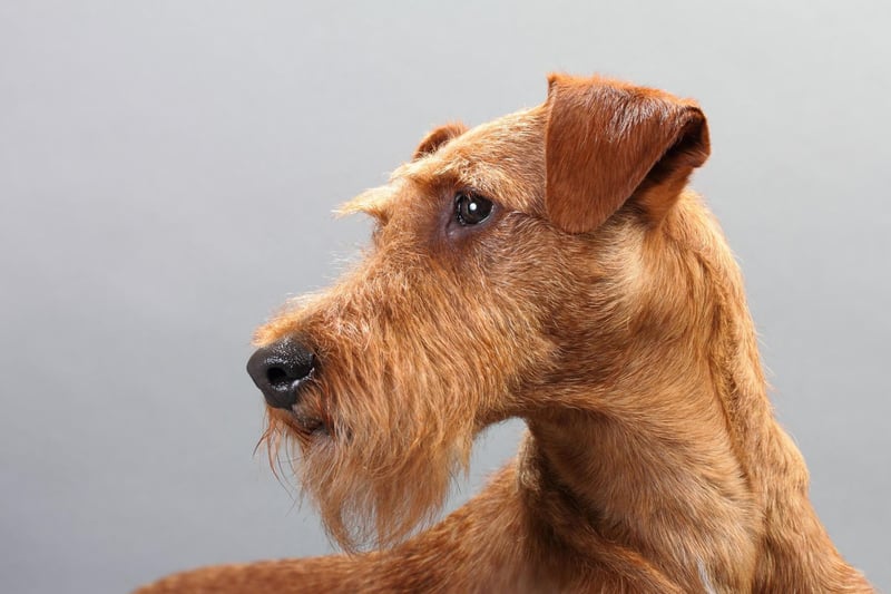 Considered one of the world's oldest breeds of terrier, there were 457 Irish Terriers registered last year.