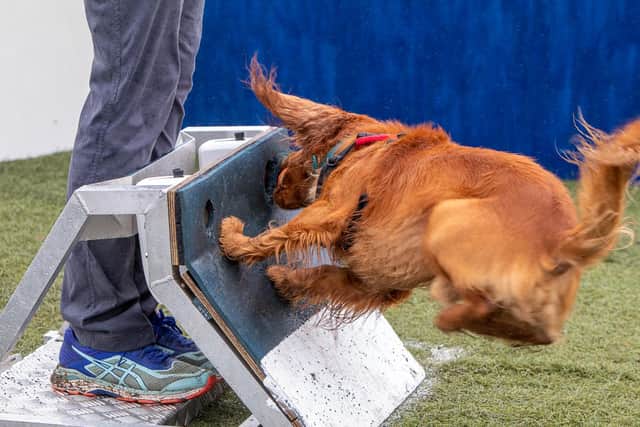 Kirkcaldy Flyball, speed and agility is the name of the game. Pic: Derek Young.