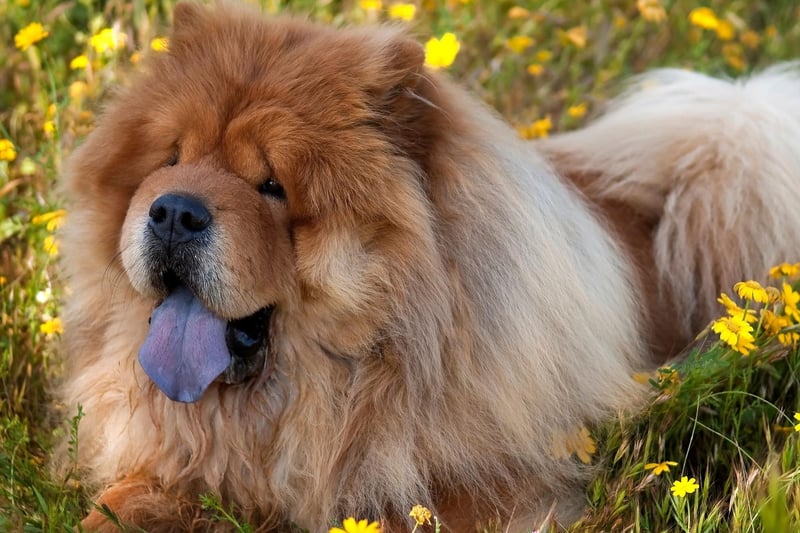 The Chow Chow may look incredibly snuggly but they are known to be almost cat-like in their behaviour - fiercely independent and largely eschewing cuddling, petting or patting.