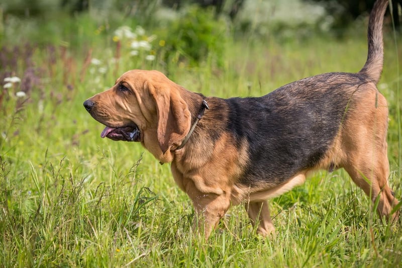 They may only have one job, but Bloodhounds are superb at it. They are one of nature's best trackers and are so good at finding people and things that in some countries their evidence is admissible in court.