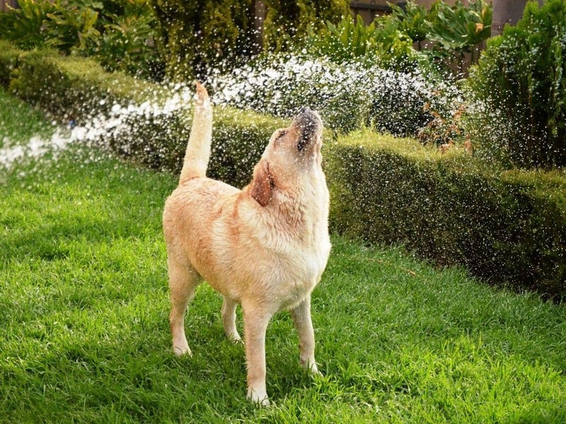 Originally bred to help fishermen recover nets, ropes and fish from the chilly waters of the North Atlantic, the Labrador Retriever still loves to fetch things. As anybody who has ever thrown a ball or stick for a Lab will know, you'll tire of the game long before they do.