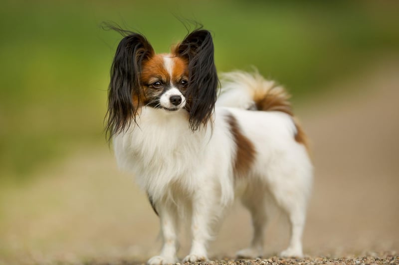 The Papillon's ears are the only large thing about the breed. These dogs grow to be between 3.6-4.5 kg.