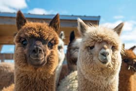 Here are 11 places you can enjoy trekking with adorable alpacas.