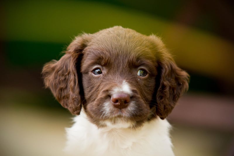 Other famous people who have owned Springer Spaniels include President George Bush, Oprah Winfrey, Prince Harry, Tilda Swinton, Princess Grace of Monaco and Bing Crosby.