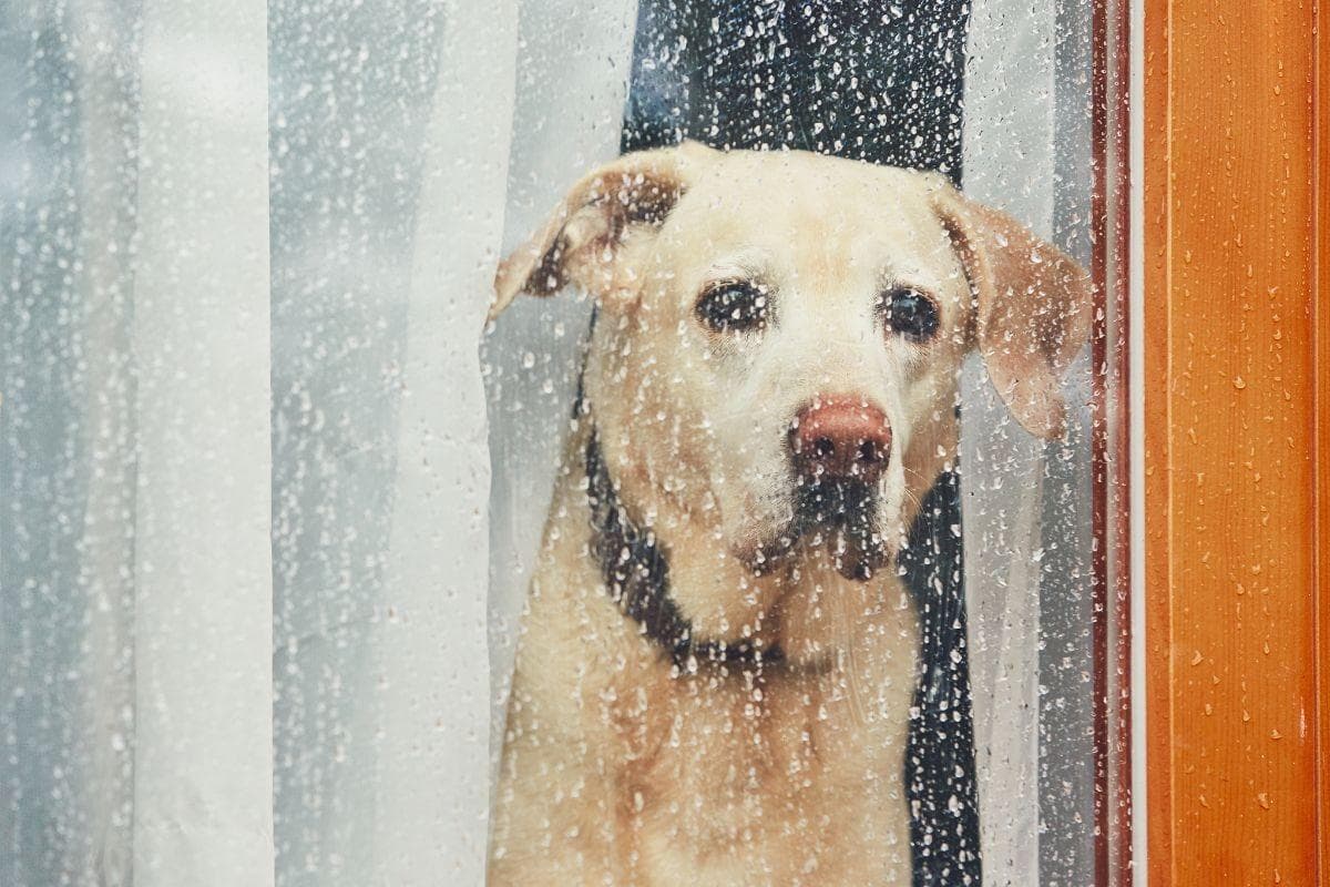 10 breeds of dog most likely to suffer from separation anxiety including the Labrador