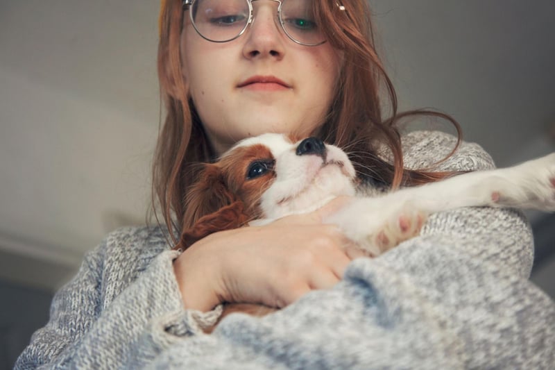 When it comes to lapdogs, there's no better breed for a teenager than a Cavalier King Charles Spaniel. Equally happy to snuggle up for a night in front of the television or head to the park to play games, this is a dog that will provide plenty of loving entertainment for their young owner.