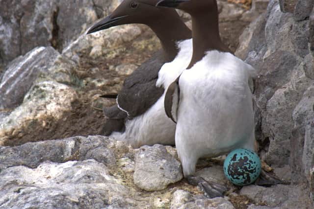 Birds like the guillemots are vulnerable to egg predation from rats and other invasive species.
Pic: Emily Burton