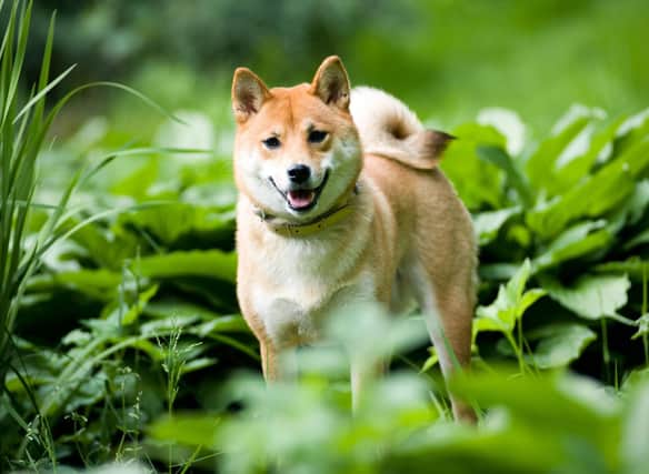 They are a relatively rare breed in the UK, but how much do you know about the lovable Shiba Inu?