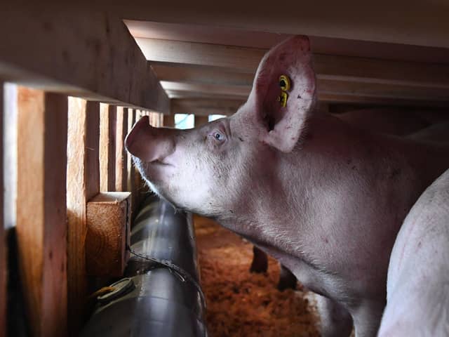 A pig looks out from a  cage to be loaded onto a cargo plane (Photo by FRED TANNEAU/AFP via Getty Images)