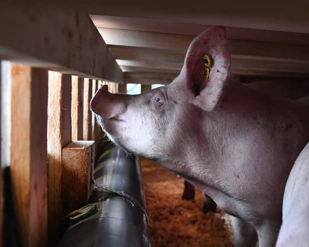 A pig looks out from a  cage to be loaded onto a cargo plane (Photo by FRED TANNEAU/AFP via Getty Images)