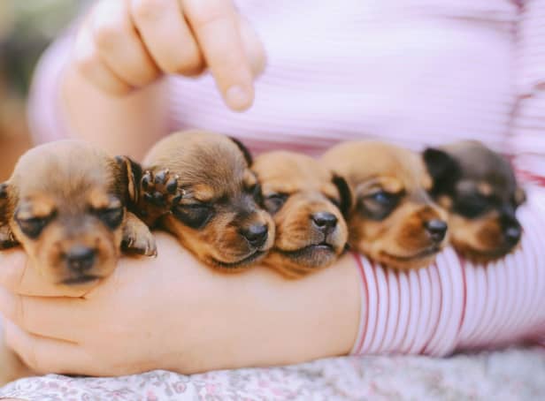 Looking for a name for a new puppy? These are the most popular female names for dogs worldwide.