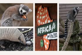Some of the animals at Fife Zoo (Pics: Cath Ruane)