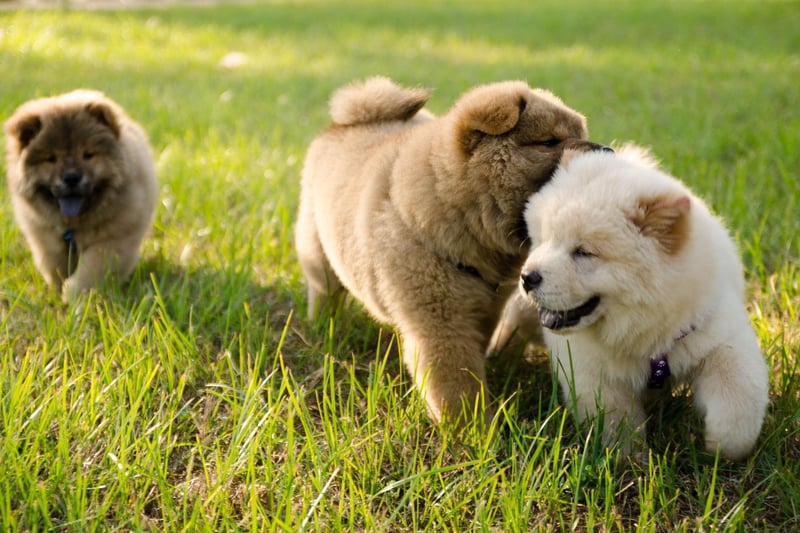 The Chow Chow is another dog whose coat can easily become waterlogged making it difficult for them to keep their head above water. They also have the triple issue of having a short snout, short legs and a deep chest.