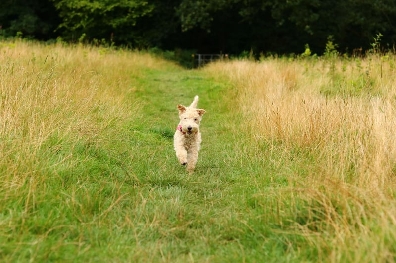 The ancestors of the Lakeland Terrier spent long days chasing predators away from livestock. Today they are idea for active dog owners who have allergies - they shed very little hair from their soft hypoallergenic coats and need at least two hours of exercise a day.