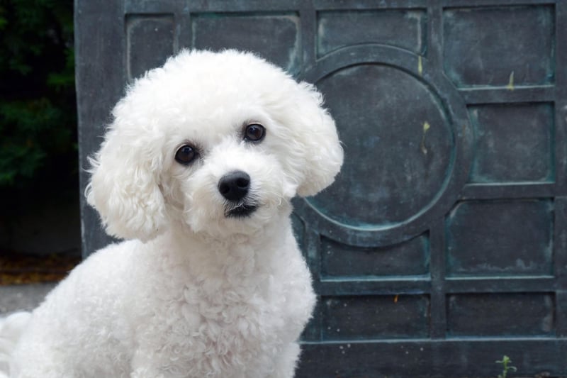 The curly-haired Bichon Frise may only weigh 5-10 kg, but they are still guaranteed to fill your home with love and fun. Their sunny temperament makes them a perfect family pet.