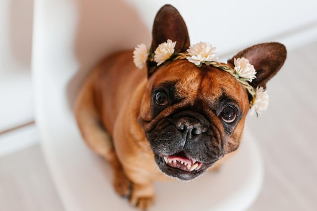 The French Bulldog may have lost its crown as most popular dog last year (it was top in 2019, before falling a place in 2020) but it's leading the charge this year. With 13,600 Kennel Club registrations in the first quarter of 2021, it's the most popular dog of the year so far.