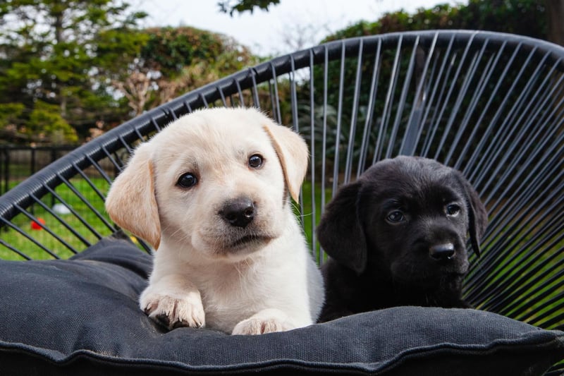 The Labrador Retriever is the most popular dog in the UK for good reason - it has a wonderfully sociable temperament. In fact, a potential problem with Labradors is that they love people too much, finding it difficult to keep their distance if somebody is scared of dogs.