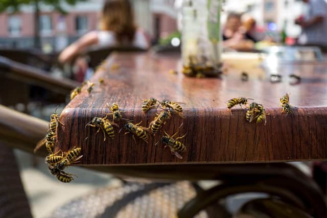 Wasps can be a pest in homes and businesses such as beer gardens