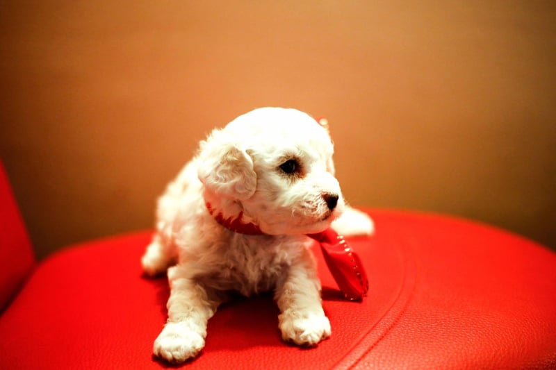 The Bichon Frise didn't arrive in Australia until the 1970s but has since become very popular Down Under where the breed has been widely embraced as both a companion dog and a show dog.
