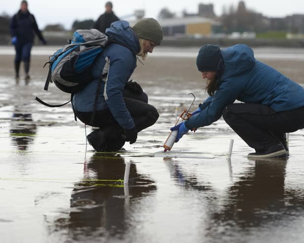 Community volunteers inject seagrass seeds at Pettycur Bay, Kinghorn (Pic: Maverick Photo Agency)