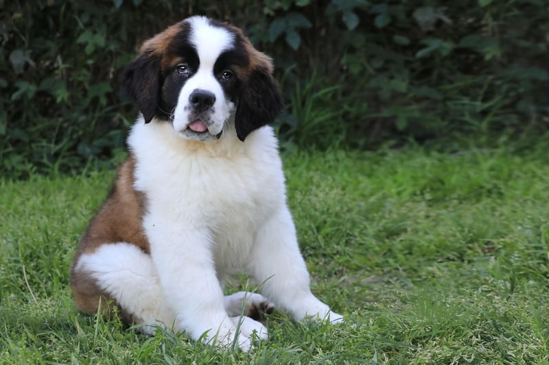 Saint Bernards have two main health concerns - a predisposition to bone cancer and an abnormality in the heart muscle called cardiomyopathy. Owners should keep a close eye on their pets to look out for signs of pain when the dog walks, or changes in breathing indicative of a heart problem.