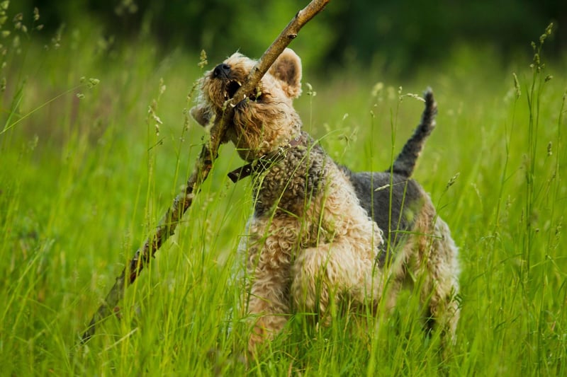 The perfect home for an active Airedale Terrier has constant access to a large outdoor space to allow the dog to range freely. This is not a canine suited to urban living.