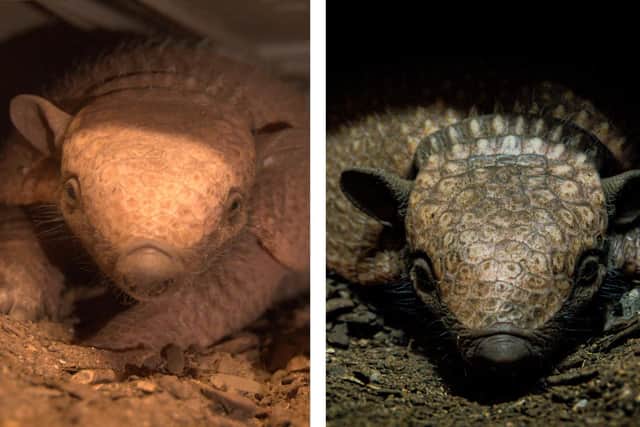 The baby armadillos are the size of tennis balls (Pic: Fife Zoo)