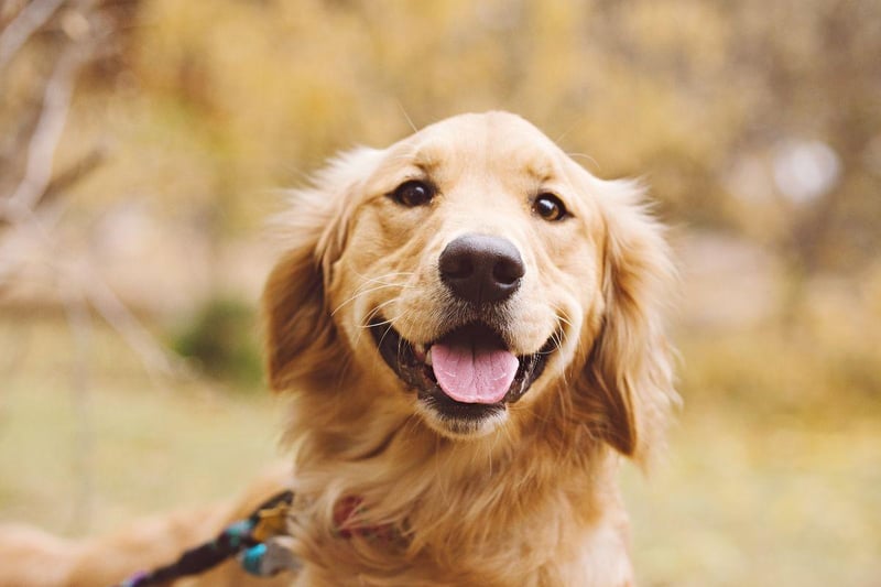What's true for the Labrador is usually also true for the Golden Retriever - and that's certainly the case for teeth. The only issue is keeping them away from sweet treats that could cause decay - they can't be trusted.