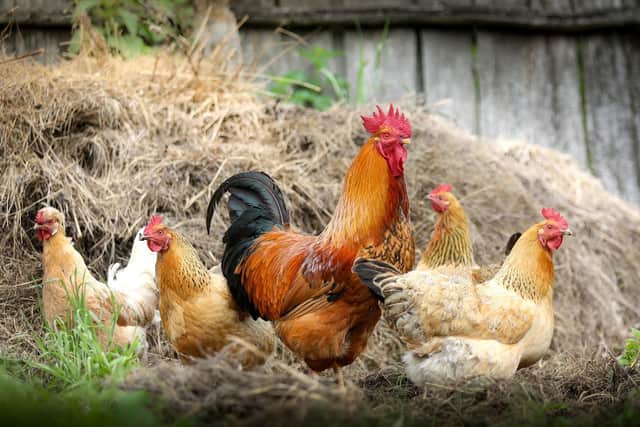 It's the second avian flu outbreak in Fife in recent months