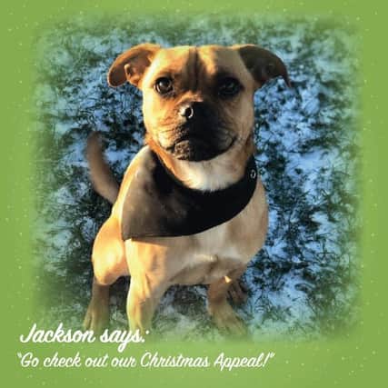 Jackson says: "Go check out our Christmas appeal!"
