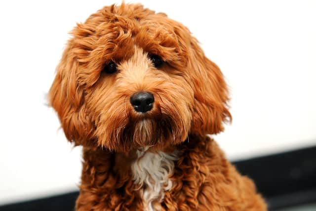 Dave the cavapoo has been unwell since December. Pic: Fife Photo Agency.