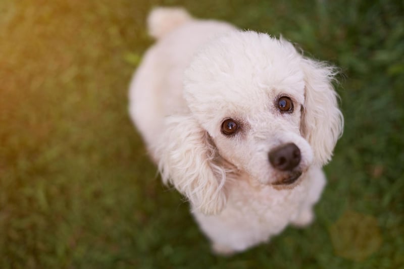 Poodles - Standard, Miniature, or Toy - have every attribute needed to make a great companion dog. They are hugely intelligent and loving, easy to train, only need walked once a day, and only need groomed once a month.