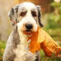 There are a few hazards you should look out for while being out-and-about with your dog this autumn.
