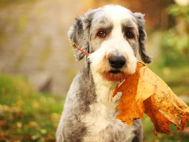 There are a few hazards you should look out for while being out-and-about with your dog this autumn.