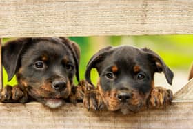Kirkcaldy MP Neale Hanvey is calling for tougher legislation to crackdown on illegal puppy farming.